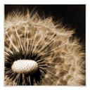 Poster - Dandelion
