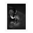Póster Tjandra - Reflejo de pájaro - blanco y negro