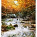 Fotomural - Cascada de otoño - 240x260 cm