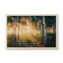 Cuadro de madera sol en un bosque de abedules - Kado