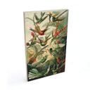 Billede af træ Haeckel - Kolibrier