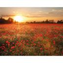 Fotomural de Campo de amapolas al atardecer