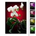 Tableau Forex - Beauté florale d'une orchidée
