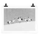 Poster Marchegiani - Des grues dans la neige