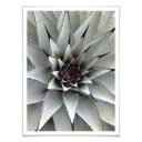 Affiche - Agave 01