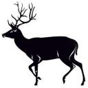 Rådyr 3