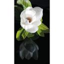 Fototapet Orchid Garden - 144x260 cm