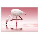 Poster - Reindl - Pink Flamingo