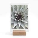 Borddisplay Agave 01