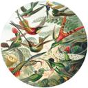 Haeckel - Colibríes - fotomural redondo - Papel pintado autoadhesivo/no tejido
