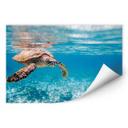 Zelfklevende Poster - Traveling Turtles
