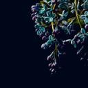 DarkFlowers2 blomstertapet sortlilla - non-woven tapet Designwalls 2 - 2,55 x 3,5 m