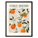 Plakat Boho-appelsintræ - Citrus Sinensis - Tunaboylu