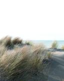 Fototapet med græs ved havet beige,Blomst 2,70 x 2,12 m