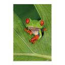 Póster de tela Rana arborícola en la selva tropical - van Duijn