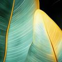 Hojas de plátano exóticas | Fotomural selva - Jaszke