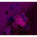 Livingwalls Fototapet Walls by Patel Vibrant 3