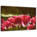Canvasbillede, Blomstrende tulipaner