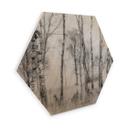 Hexagone - Bois Talen - Forêt de bouleaux noirs et blancs