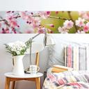 Fototapete Cherry Blossoms - Panorama - 48x260 cm