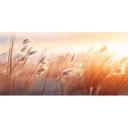 Fotomural naturaleza hierba de las dunas en el sol de la tarde - Treechild
