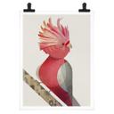 Póster Marrón - Cacatúa rosa