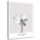 Canvasbillede, Hvid lotusblomst