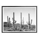 Póster Sisi & Seb - Cactus en el desierto