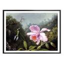 Póster Heade - Naturaleza muerta con orquídea y colibríes