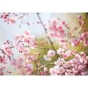 Fototapet - Kirsebærblomster