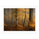 Póster Hojas doradas en un bosque brumoso - Maier