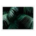 Póster Botánica tropical
