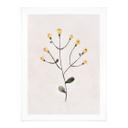 Póster Planta delicada con flores amarillas - Goed Blauw