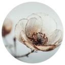 Vinilo decorativo flores secas beige poesía de la naturaleza - Treechild - Redondo