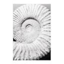 Tekstil plakat Fossil muslingeskal - Shot-by-Clint