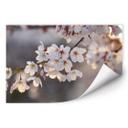 Poster autocollant - W - Branches de Cerisier Fleuries
