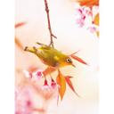 Fugle og blomster ophængeligt tapet