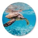 Plateau de table en verre - Tortue en voyage - Rond