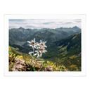 Plakat Hvid alpin edelweiss på bjerget