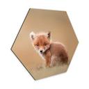 Hexagon Dibond van Duijn - Baby Fox