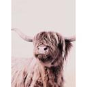 Livingwalls papier peint photo ARTist Highland Cattle marron, crème