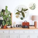 Sticker mural Ehret - Magnolia - Rond