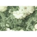 Architects Paper Papier peint photo Atelier 47 Art Blossom avec fleurs