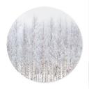 Póster Bosque de abedules en invierno - EMELIEmaria - Redondo