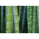Vinilo adhesivo muebles, vinilo decorativo - lavable - Bamboo forest 02