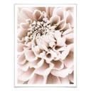 Plakat - 1X Studio - Chrysant