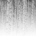 BirchForest1 birkeskov tapet i gråhvid - non-woven tapet Designwalls 2 - 2,55 x 3,5 m