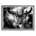 Poster Sandra - Jeune cerf