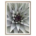 Affiche - Agave 01