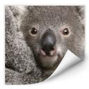 Zelfklevende Poster Cuddly Koala